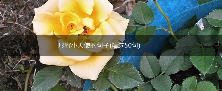 形容小天使的句子(精选50句),第1张