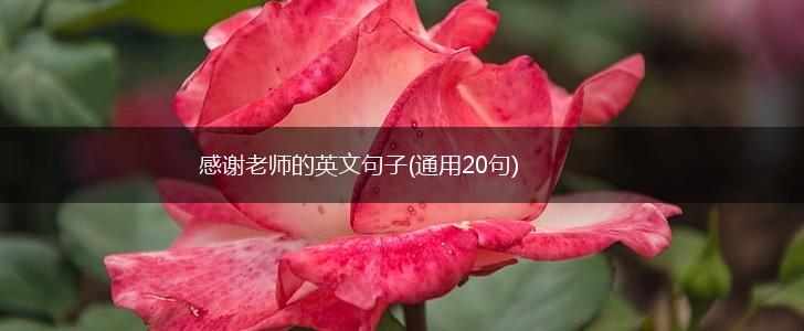 感谢老师的英文句子(通用20句),第1张