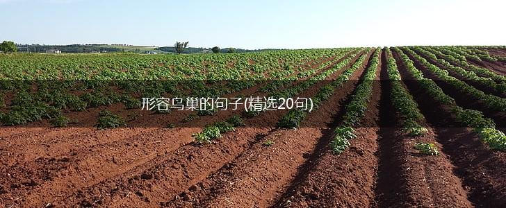 形容鸟巢的句子(精选20句),第1张