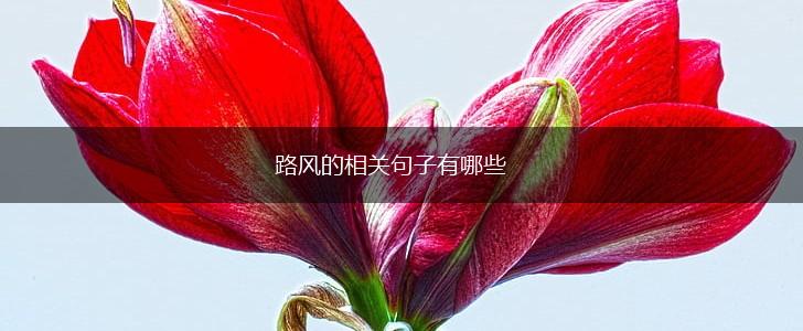 路风的相关句子有哪些,第1张