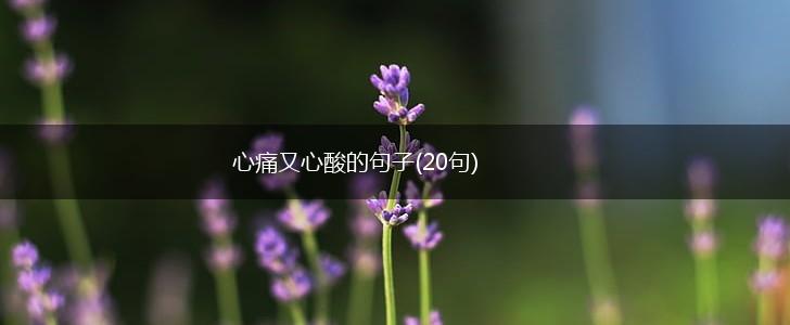 心痛又心酸的句子(20句),第1张