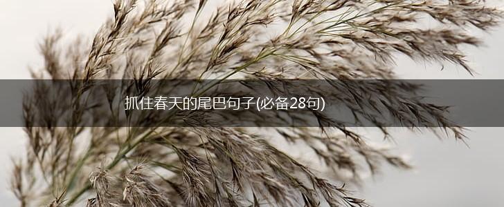 抓住春天的尾巴句子(必备28句),第1张