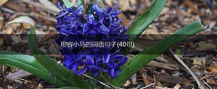 形容小马的词语句子(40句),第1张