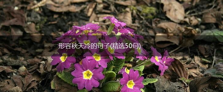 形容秋天冷的句子(精选50句),第1张