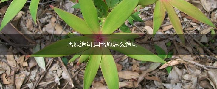 雪原造句,用雪原怎么造句,第1张