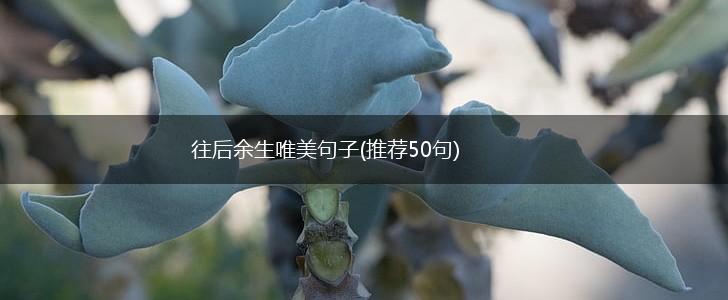往后余生唯美句子(推荐50句),第1张