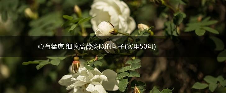 心有猛虎 细嗅蔷薇类似的句子(实用50句),第1张