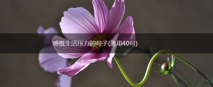 感慨生活压力的句子(通用40句),第1张