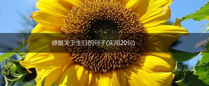 感慨关于生日的句子(实用20句),第1张