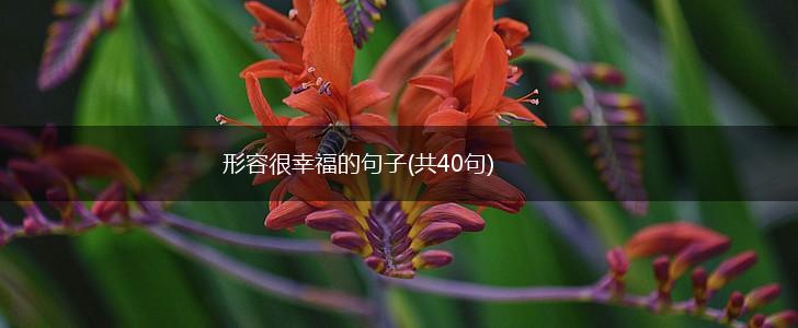 形容很幸福的句子(共40句),第1张