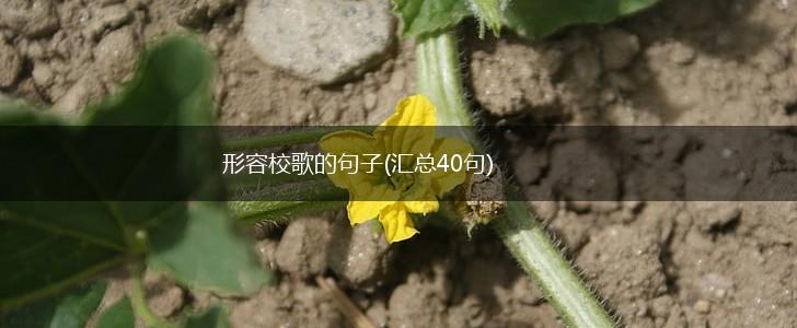 形容校歌的句子(汇总40句),第1张