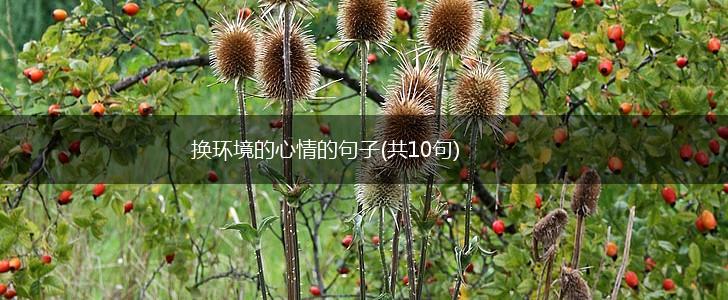 换环境的心情的句子(共10句),第1张
