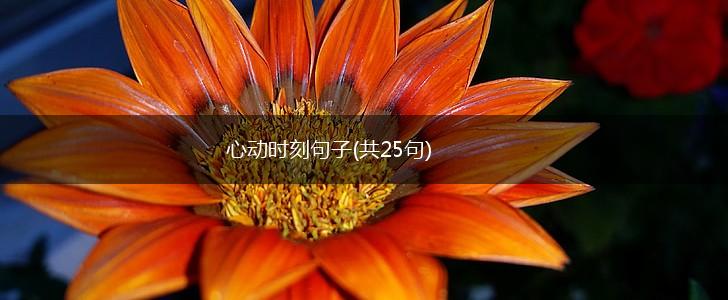 心动时刻句子(共25句),第1张