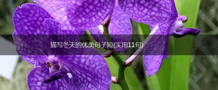 描写冬天的优美句子短(实用11句),第1张