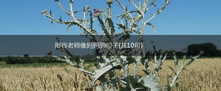 形容老师像妈妈的句子(共10句),第1张