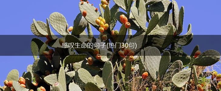 感叹生命的句子(热门30句),第1张