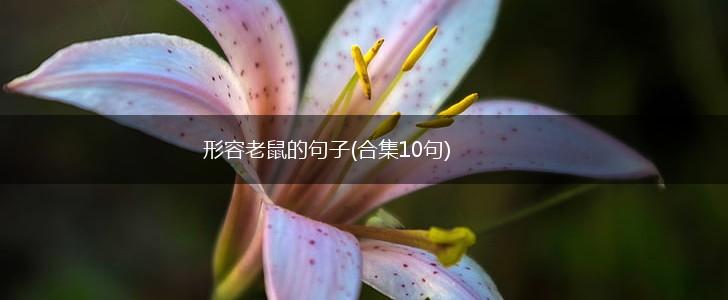 形容老鼠的句子(合集10句),第1张