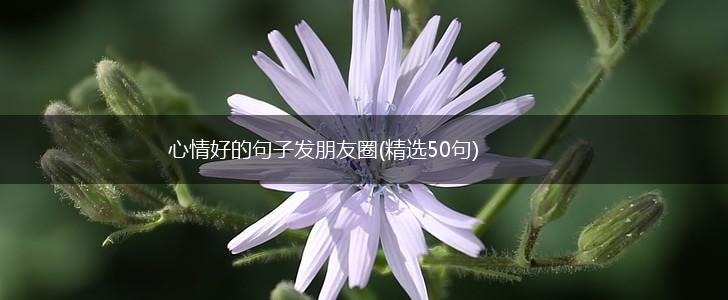 心情好的句子发朋友圈(精选50句),第1张
