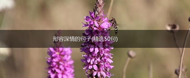 形容深情的句子(精选50句),第1张