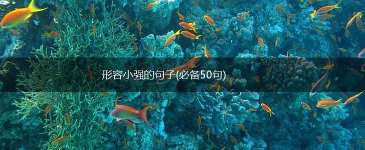形容小强的句子(必备50句),第1张