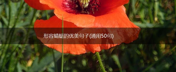 形容蜻蜓的优美句子(通用50句),第1张