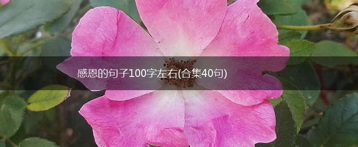 感恩的句子100字左右(合集40句),第1张