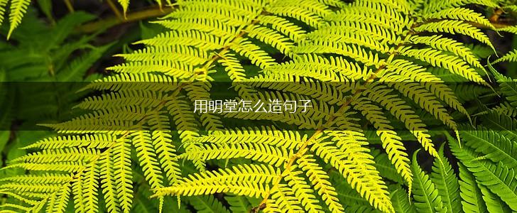 用明堂怎么造句子,第1张