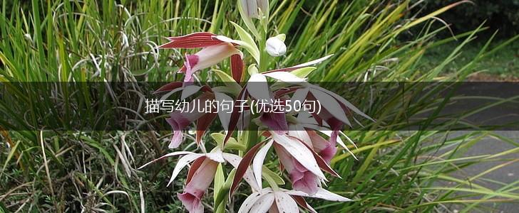 描写幼儿的句子(优选50句),第1张