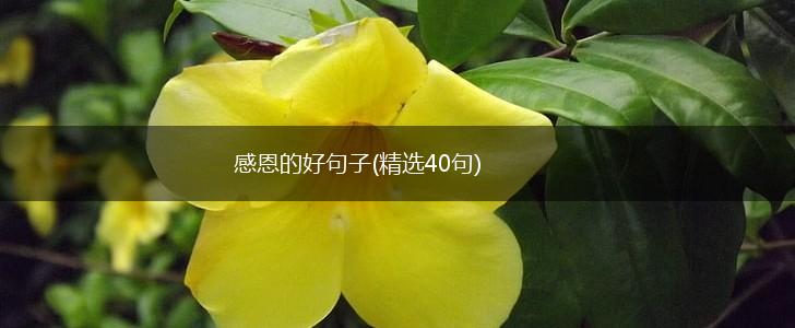 感恩的好句子(精选40句),第1张