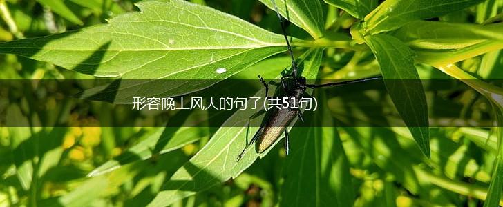 形容晚上风大的句子(共51句),第1张