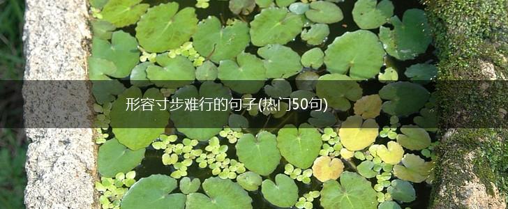 形容寸步难行的句子(热门50句),第1张