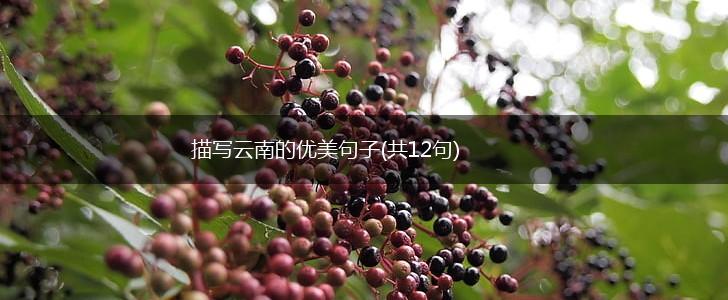 描写云南的优美句子(共12句),第1张