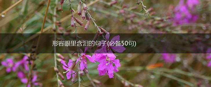 形容眼里含泪的句子(必备50句),第1张