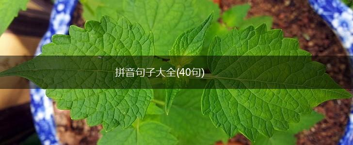 拼音句子大全(40句),第1张