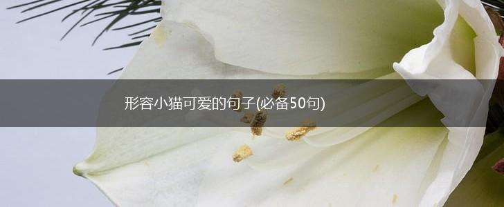 形容小猫可爱的句子(必备50句),第1张
