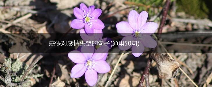 感慨对感情失望的句子(通用50句),第1张