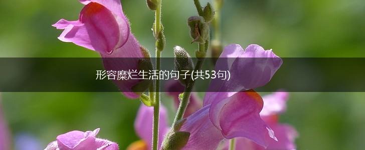 形容糜烂生活的句子(共53句),第1张
