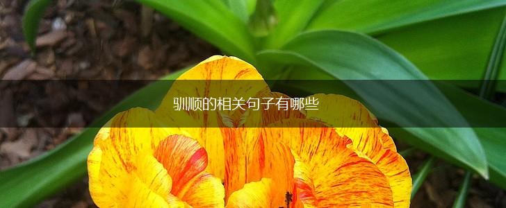 驯顺的相关句子有哪些,第1张