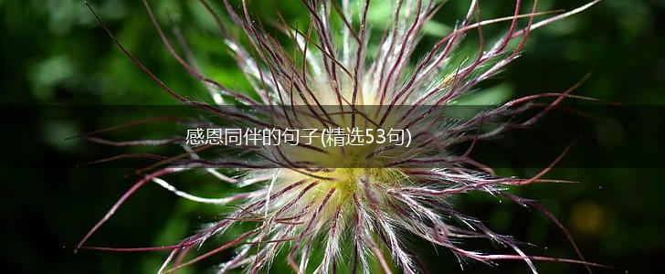 感恩同伴的句子(精选53句),第1张
