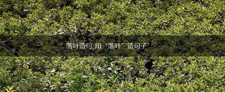 落叶造句_用“落叶”造句子,第1张