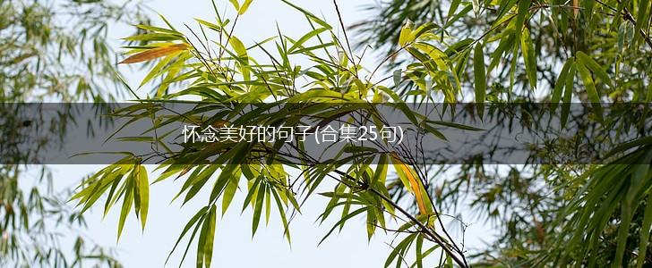 怀念美好的句子(合集25句),第1张
