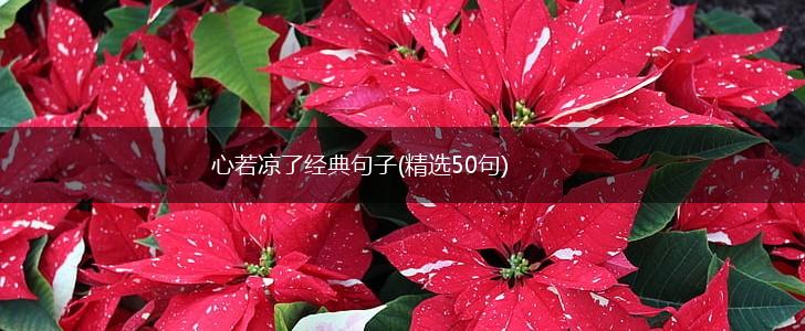 心若凉了经典句子(精选50句),第1张