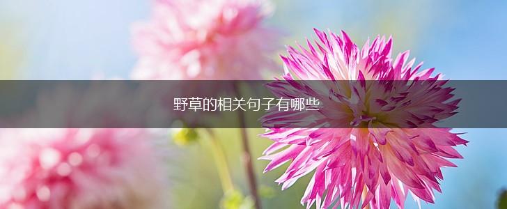 野草的相关句子有哪些,第1张