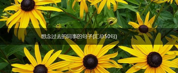 想念过去的同事的句子(汇总50句),第1张