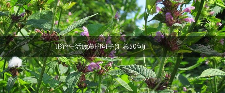 形容生活疲惫的句子(汇总50句),第1张