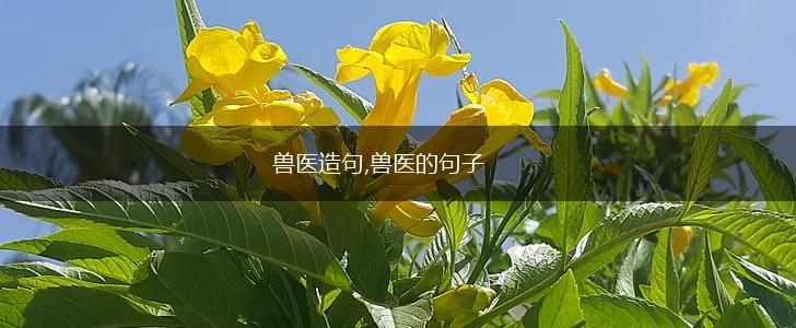 兽医造句,兽医的句子,第1张