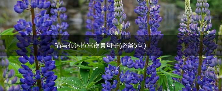 描写布达拉宫夜景句子(必备5句),第1张