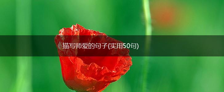 描写师爱的句子(实用50句),第1张