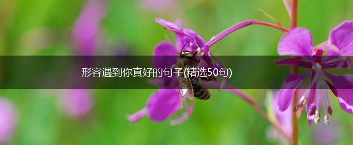 形容遇到你真好的句子(精选50句),第1张