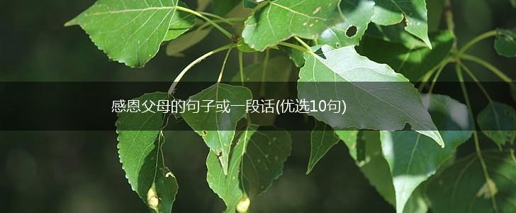 感恩父母的句子或一段话(优选10句),第1张